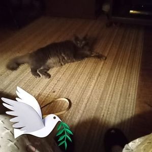 Meet your Posher, George